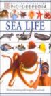 Picturepedia : Sea Life